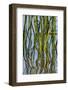Patterns Amid the Reflection of Reeds in the Waters of Lake Murray-Michael Qualls-Framed Photographic Print