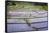 Patterns and Shapes of Paddy Rice Field-Fadil Aziz/Alcibbum Photography-Framed Stretched Canvas