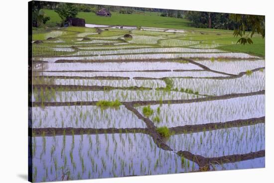 Patterns and Shapes of Paddy Rice Field-Fadil Aziz/Alcibbum Photography-Stretched Canvas