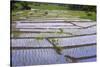 Patterns and Shapes of Paddy Rice Field-Fadil Aziz/Alcibbum Photography-Stretched Canvas