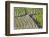 Patterns and Shapes of Paddy Rice Field-Fadil Aziz/Alcibbum Photography-Framed Photographic Print