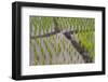 Patterns and Shapes of Paddy Rice Field-Fadil Aziz/Alcibbum Photography-Framed Photographic Print