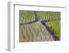 Patterns and Shapes of Paddy Rice Field-Fadil Aziz/Alcibbum Photography-Framed Photographic Print