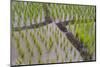 Patterns and Shapes of Paddy Rice Field-Fadil Aziz/Alcibbum Photography-Mounted Photographic Print