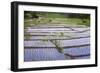 Patterns and Shapes of Paddy Rice Field-Fadil Aziz/Alcibbum Photography-Framed Photographic Print