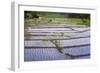 Patterns and Shapes of Paddy Rice Field-Fadil Aziz/Alcibbum Photography-Framed Photographic Print