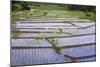 Patterns and Shapes of Paddy Rice Field-Fadil Aziz/Alcibbum Photography-Mounted Photographic Print