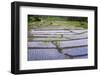 Patterns and Shapes of Paddy Rice Field-Fadil Aziz/Alcibbum Photography-Framed Photographic Print