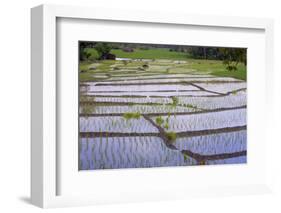 Patterns and Shapes of Paddy Rice Field-Fadil Aziz/Alcibbum Photography-Framed Photographic Print