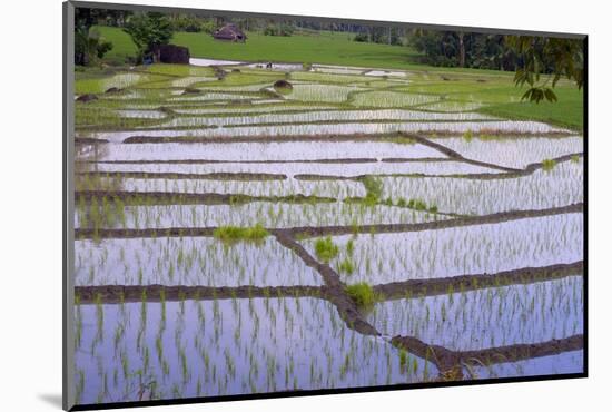 Patterns and Shapes of Paddy Rice Field-Fadil Aziz/Alcibbum Photography-Mounted Photographic Print