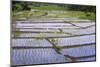 Patterns and Shapes of Paddy Rice Field-Fadil Aziz/Alcibbum Photography-Mounted Photographic Print