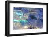 Patterns and textures of ice blocks near Fairbanks, Alaska, USA-Stuart Westmorland-Framed Photographic Print