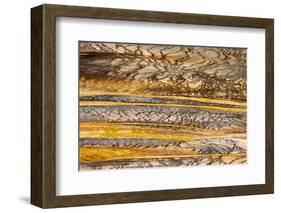 Patterns in bacterial mat around Grand Prismatic spring, Midway Geyser Basin, Yellowstone NP, WY-Adam Jones-Framed Photographic Print