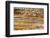 Patterns in bacterial mat around Grand Prismatic spring, Midway Geyser Basin, Yellowstone NP, WY-Adam Jones-Framed Photographic Print