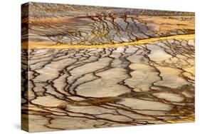 Patterns in bacterial mat around Grand Prismatic spring, Midway Geyser Basin, Yellowstone NP, WY-Adam Jones-Stretched Canvas