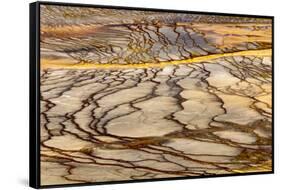 Patterns in bacterial mat around Grand Prismatic spring, Midway Geyser Basin, Yellowstone NP, WY-Adam Jones-Framed Stretched Canvas