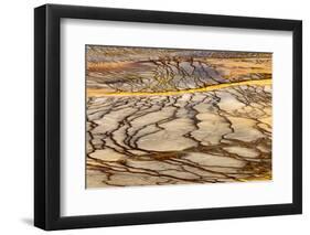 Patterns in bacterial mat around Grand Prismatic spring, Midway Geyser Basin, Yellowstone NP, WY-Adam Jones-Framed Photographic Print