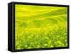 Patterns in canola fields-Terry Eggers-Framed Stretched Canvas