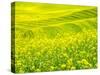 Patterns in canola fields-Terry Eggers-Stretched Canvas