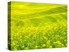 Patterns in canola fields-Terry Eggers-Stretched Canvas