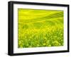 Patterns in canola fields-Terry Eggers-Framed Photographic Print