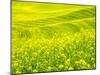 Patterns in canola fields-Terry Eggers-Mounted Photographic Print
