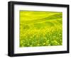 Patterns in canola fields-Terry Eggers-Framed Photographic Print
