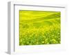 Patterns in canola fields-Terry Eggers-Framed Photographic Print