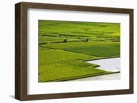 Patterns in Taro Plant Field-Terry Eggers-Framed Photographic Print