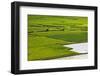 Patterns in Taro Plant Field-Terry Eggers-Framed Photographic Print