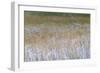 Patterns Of Grasses Along An Unnamed Marsh In Torres Del Paine National Park Chile, South America-Jay Goodrich-Framed Photographic Print