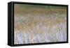 Patterns Of Grasses Along An Unnamed Marsh In Torres Del Paine National Park Chile, South America-Jay Goodrich-Framed Stretched Canvas