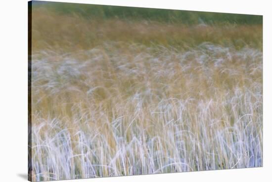 Patterns Of Grasses Along An Unnamed Marsh In Torres Del Paine National Park Chile, South America-Jay Goodrich-Stretched Canvas