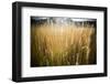 Patterns of Grasses Along an Unnamed Marsh in Torres Del Paine National Park in Chile-Jay Goodrich-Framed Photographic Print