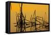 Patterns of Reeds in Lake at Sunset-null-Framed Stretched Canvas