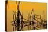 Patterns of Reeds in Lake at Sunset-null-Stretched Canvas