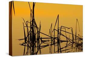 Patterns of Reeds in Lake at Sunset-null-Stretched Canvas