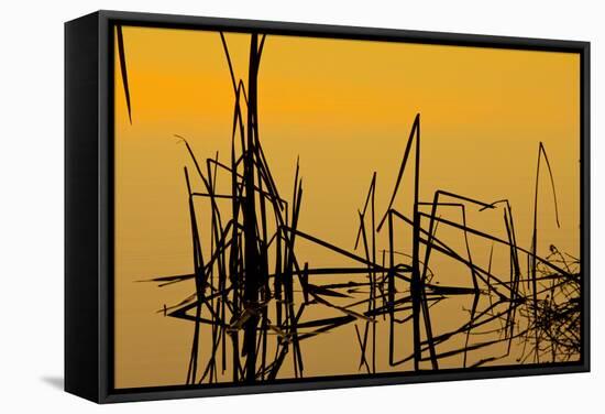 Patterns of Reeds in Lake at Sunset-null-Framed Stretched Canvas