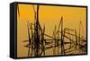 Patterns of Reeds in Lake at Sunset-null-Framed Stretched Canvas