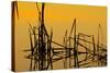 Patterns of Reeds in Lake at Sunset-null-Stretched Canvas