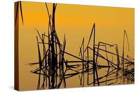 Patterns of Reeds in Lake at Sunset-null-Stretched Canvas