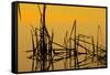 Patterns of Reeds in Lake at Sunset-null-Framed Stretched Canvas