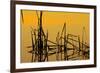 Patterns of Reeds in Lake at Sunset-null-Framed Photographic Print