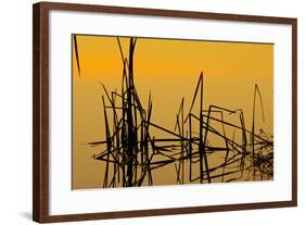 Patterns of Reeds in Lake at Sunset-null-Framed Photographic Print