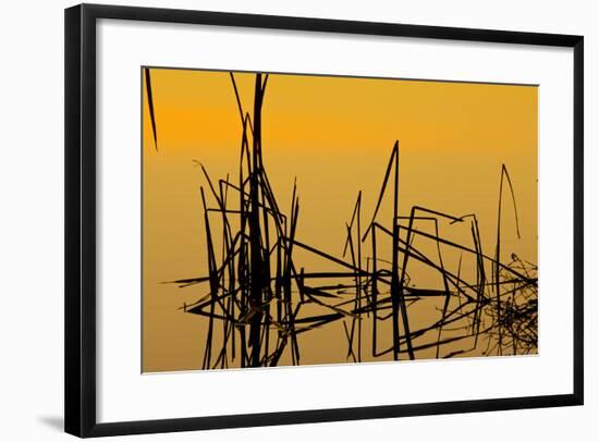 Patterns of Reeds in Lake at Sunset-null-Framed Photographic Print