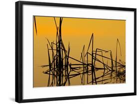 Patterns of Reeds in Lake at Sunset-null-Framed Photographic Print