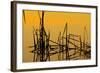 Patterns of Reeds in Lake at Sunset-null-Framed Photographic Print