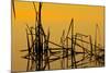 Patterns of Reeds in Lake at Sunset-null-Mounted Photographic Print