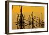 Patterns of Reeds in Lake at Sunset-null-Framed Photographic Print