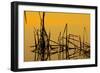 Patterns of Reeds in Lake at Sunset-null-Framed Photographic Print